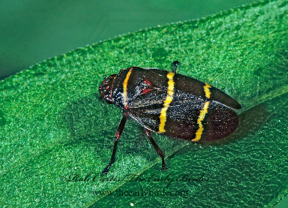 Prosapia bicincta 1284416z
