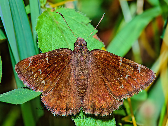 Thorybes pylades  NORTHERN CLOUDYWING 171019z