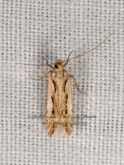 Prolita  TWIRLER MOTH 3024782z