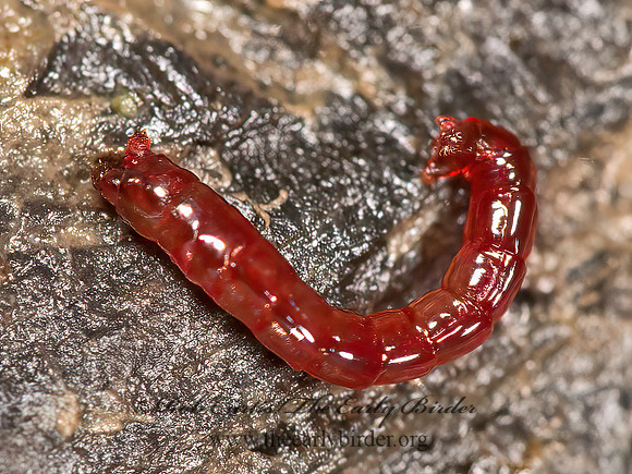 Chironomidae  MIDGE LARVA 9048004z