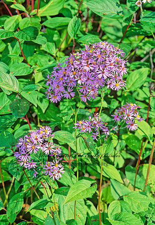 Eurybia  macrophyllus  LARGE-LEAVED ASTER 211924z