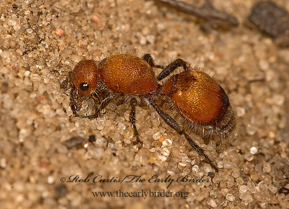 Dasymutilla nigripes~  VELVET ANT 9047344z