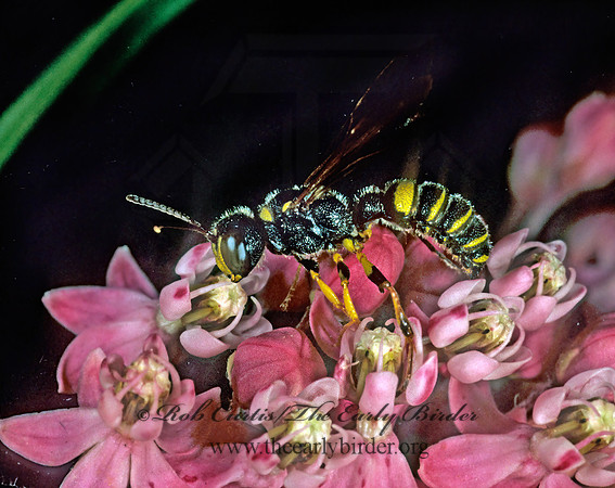 Cerceris  WEEVIL WASP 1273731z