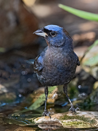 Passerina versicolor  VARIED BUNTING 3040419z