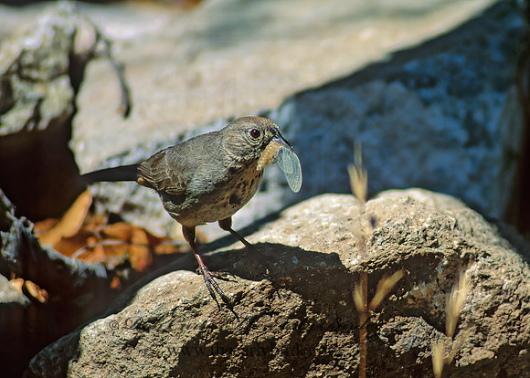 Melozone fusca  CANYON TOWHEE 57016z