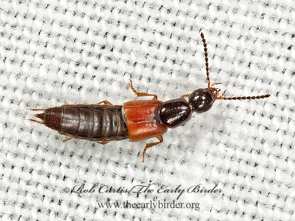 Philonthus rufulus  PHILONTHINA ROVE BEETLE 9066296z