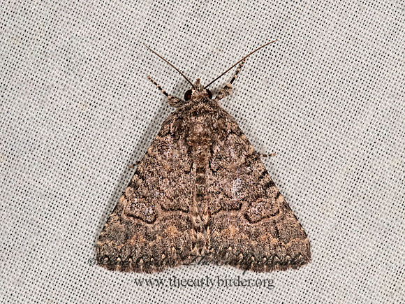 Heteranassa mima  OWLET MOTH 8036405z