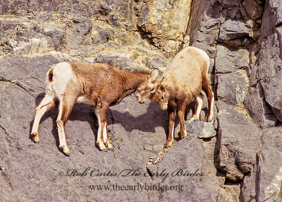 Ovis canadensis  BIGHORN SHEEP 223134z