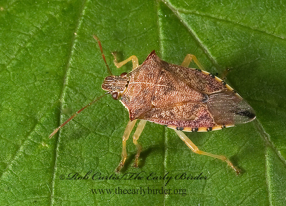 Podisus maculiventris 8007291z
