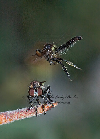 Holopogon sapphirus  STENOPOGONINAE ROBBER FLY 7009878 z