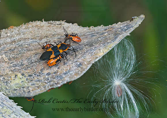Oncopeltus fasciatus  LARGE MILKWEED BUG 6015350z