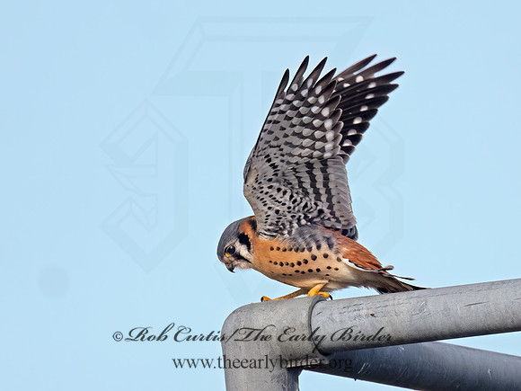 Falco sparverius AMERICAN KESTREL 9086167z