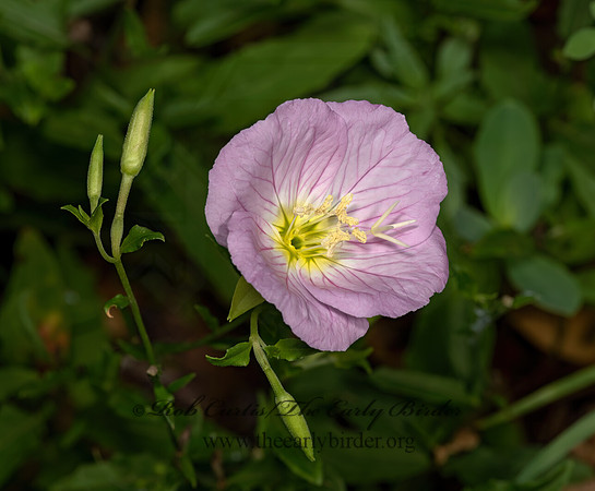 Oenothera speciosa  PINKLADIES 3034805z