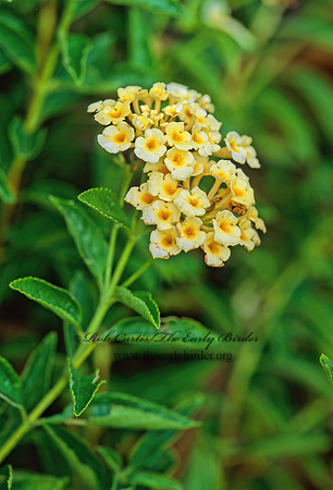 Lantana depressa  SHRUB VERBAENA 260635z