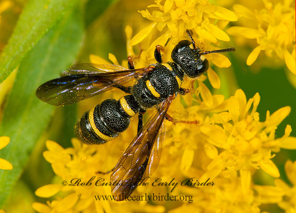 Cerceris insolita  WEEVIL WASP 8016879z