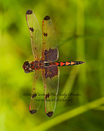Celithemis elisa CALICO PENNANT 8022891 8x10