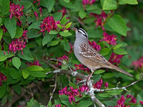 Zonotrichia leucophrys  WHITE-CROWNED SPARROW 9045453z