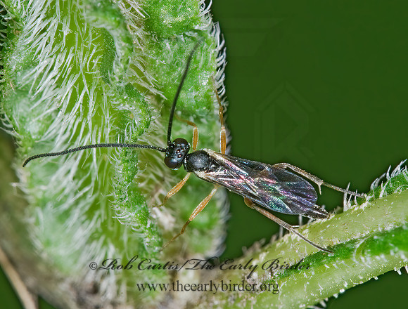 Campopleginae 6016613z