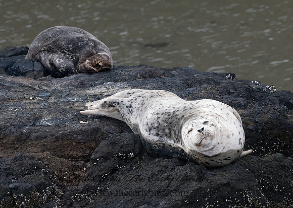 Phoca vitulina  HARBOR SEAL 7017337z