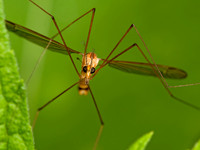 Nephrotoma eucera  CRANE FLY 8022759 Mz