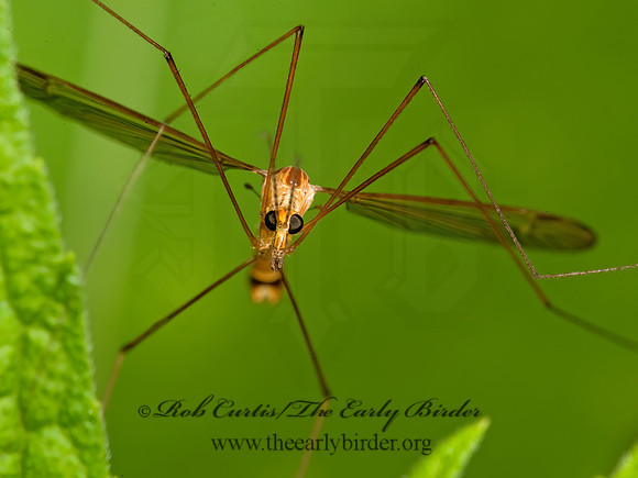 Nephrotoma eucera  CRANE FLY 8022759 Mz