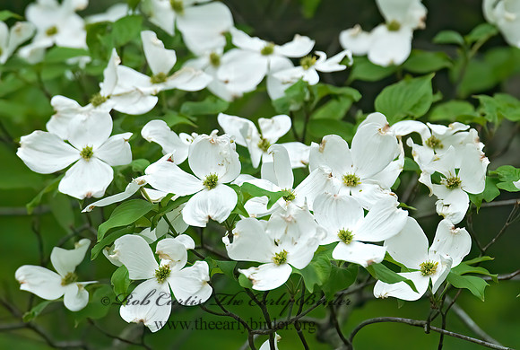 Cornus florida  FLOWERING DOGWOOD 6003589z