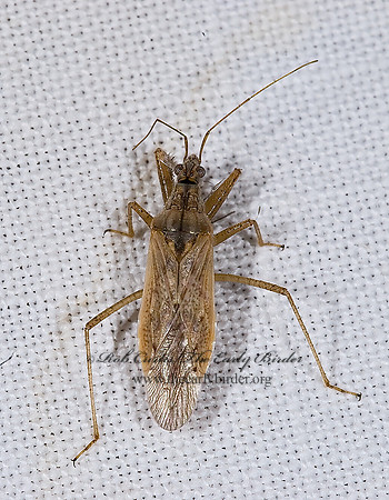 Nabis (Reduviolus)  DAMSEL BUG6025042z