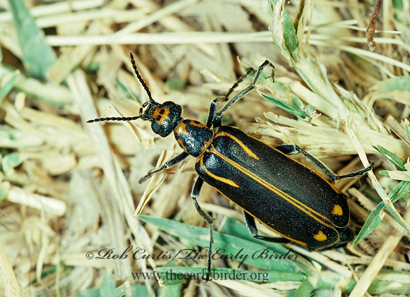 Pyrota insulata 90204z