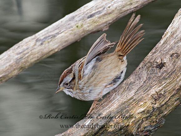 Melospiza georgiana  SWAMP SPARROW 9021652z
