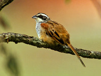 Peucaea ruficauda  STRIPE-HEADED SPARROW 206304z