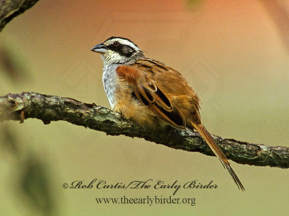 Peucaea ruficauda  STRIPE-HEADED SPARROW 206304z