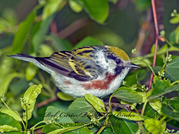 Setophaga pennsylvanica  CHESTNUT-SIDED WARBLER 4001039 z