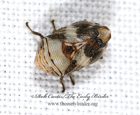 Clastoptera arizonana 6025041z