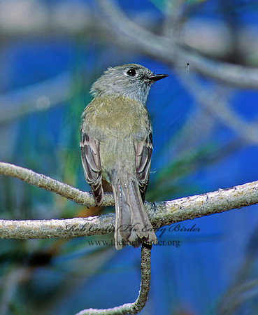 Empidonax hammonii  HAMMOND'S FLYCATCHER 110122z