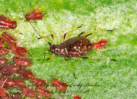 Staticobium staticis  SEA LAVENDER APHID 3013689-z