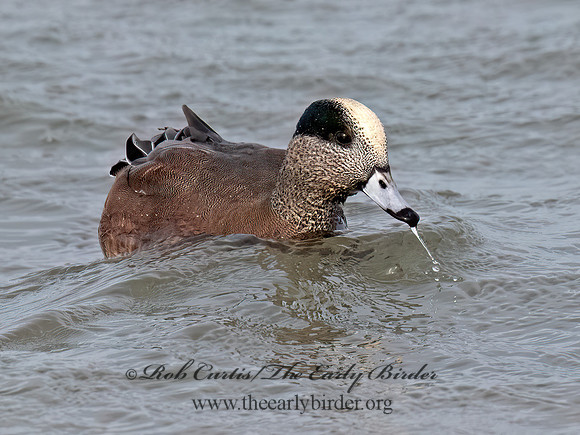 Mareca americana AMERICAN WIGEON 3048267z