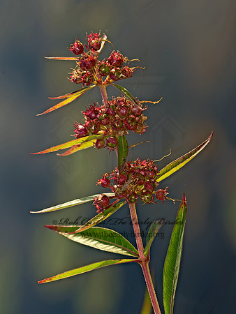 Decodon verticillatus  WATER WILLOW 9053516z