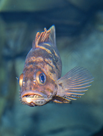 Sebastes caurinus  COPPER ROCKFISH 222011z