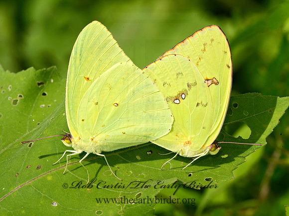 Phoebis sennae  CLOUDLESS SULPHUR 9049769z