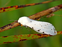 Estigmene�acrea  SALT-MARSH MOTH 9050512z