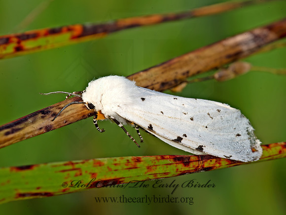 Estigmene�acrea  SALT-MARSH MOTH 9050512z