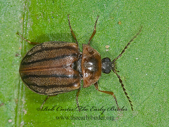 Ectopria leechi  WATER PENNY BEETLE 6007833z