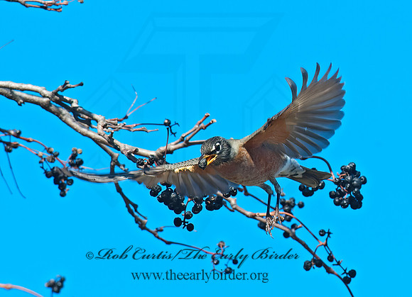 Turdus migratorius  AMERICAN ROBIN 8024583z