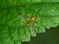 Nephrotoma ferruginea  CRANE FLY 4002831z