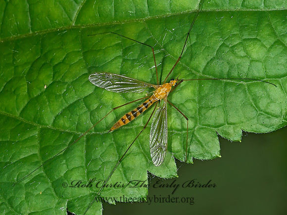 Nephrotoma ferruginea  CRANE FLY 4002831z