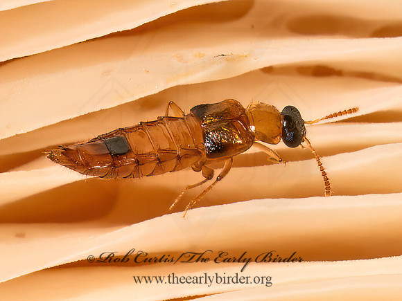 Gyrophaena HOMALOTINI ROVE BEETLE 9090150z