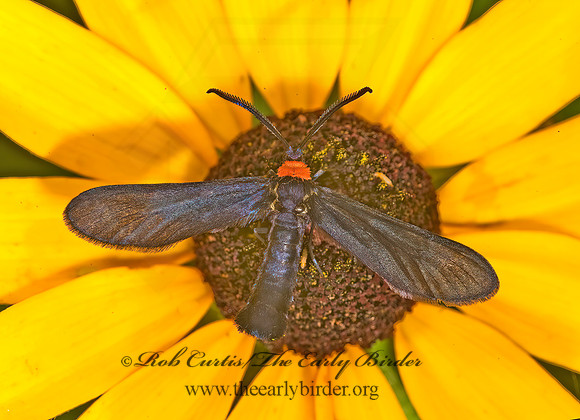 Cisseps fulvicollis YELLOW-COLLARED SCAPE MOTH 8006505 z