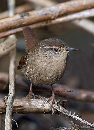 Troglodytes hiemalis  WINTER WREN  9025363z