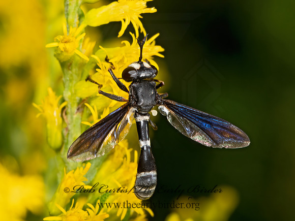 Physocephala tibialis  THICK-HEADED FLY 3041618z
