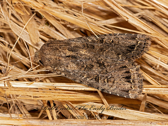 Noctuidae OWLET MOTH  3023679z